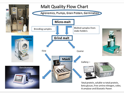 Malt Quality Flow Chart