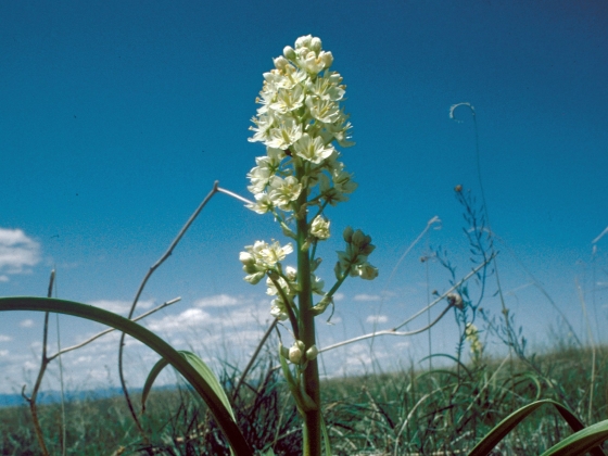 Beware Of Toxic Plants In Pastures Canadian Cattlemen Beware Of Toxic Plants In Pastures