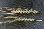 Two row barley heads