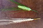 Green and mature barley heads