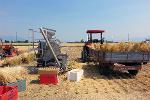 Threshing barley plots at harvest time