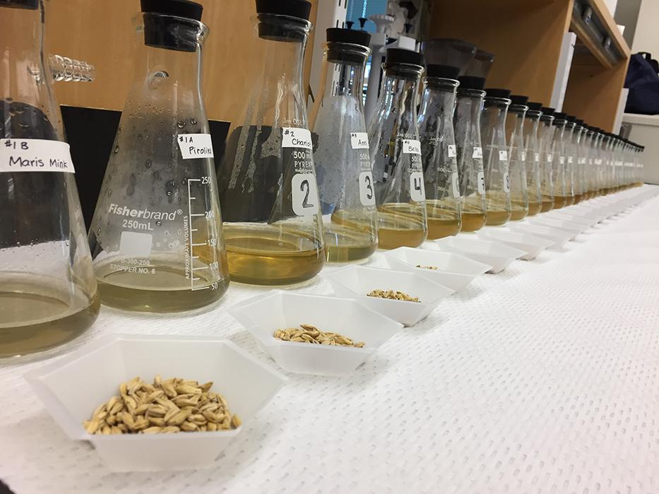 In preparation for our 2017 presentation to the MT Brewers Association we malted and produced wort from ~30 Heirloom varieties for sensory analysis