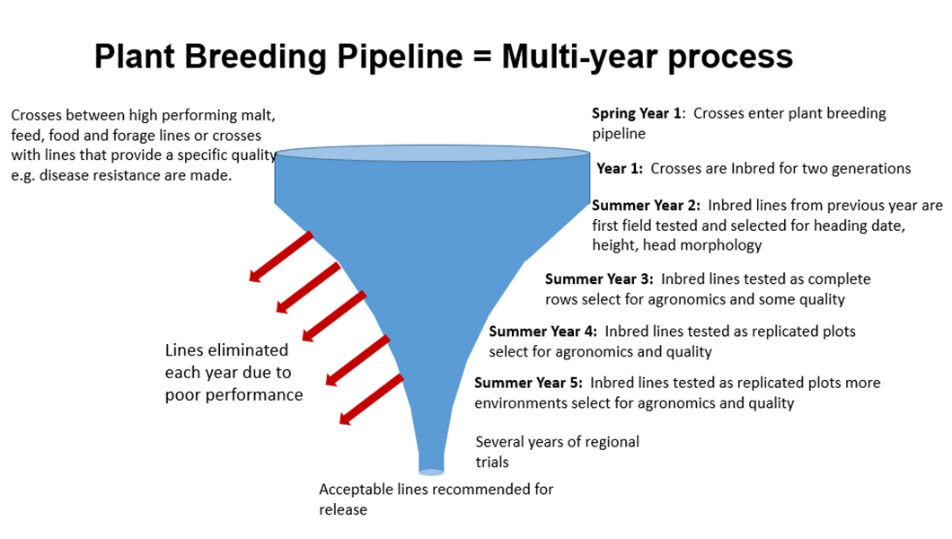 Barley breeding program pipeline
