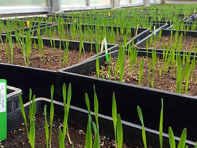 Barley research in the greenhouse