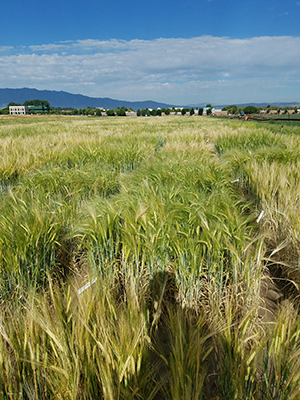 barley head morphology field plots