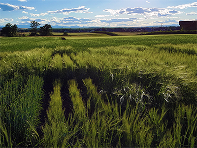 barley varieties in the field