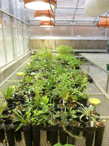 greenhouse