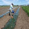 Woman watering crops