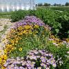 Purple and yellow flowers