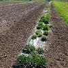 Row of green plants