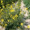 Rows of yellow flowers