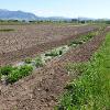 Row of green plants growing through plastic sheeting