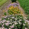 Row of purple and yellow flowers