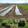 Crop field with rows of plastic sheets