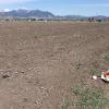 Empty crop field