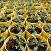 Plants in yellow pots