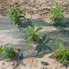 Close-up of row of green plants growing through plastic sheeting