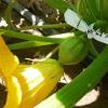 Yellow flower with an identifying ribbon tied around its stem