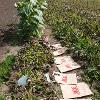 Rows of plants with paper bags arranged in a line between two rows