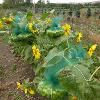 Row of green plants with yellow flowers and green mesh bags wrapped around some sections