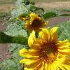 Close-up of yellow flowers