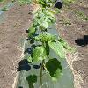 Row of green plants growing plastic sheeting