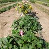 Rows of plants with sunflowers with bags on the ends of some stems