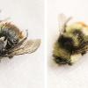 Two side-by-side photos of a bee in different conditions - Photo by Kelly Gorham