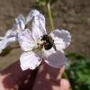 Bee landed on a faint lavender flower held in a person's hand