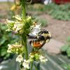 Bee landed on a white flower on a stalk