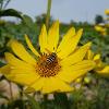 Bee landed on a yellow flower