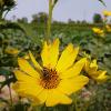 Bee landed on a yellow flower