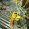 Flying insect landed on a yellow flower