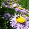 Flying insect landed on a yellow/purple flower