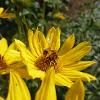 Bee landed on a yellow flower