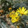 Flying insect with yellow/black striped abdomen and green thorax landed on a  yellow flower