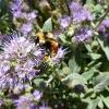 Bee landed on a purple flower