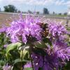 Bee landed on a purple flower