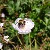 Bee landed on a lavender flower