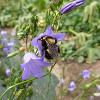 Bee landed on a lavender flower