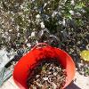 Orange bucket containing plant matter next to live plants