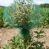 Green plant covered in a green mesh bag