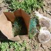 Green and white mesh bags containing plant matter