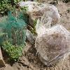 Green and white mesh bags containing plant matter