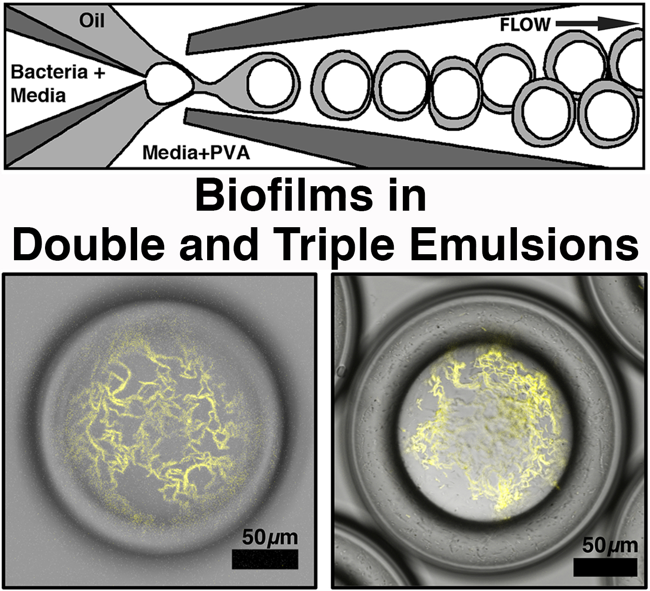biofilms in double and triple emulsions