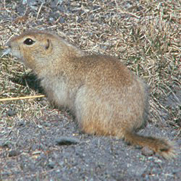 Gopher hunters could be fighting wrong animal with wrong ammunition