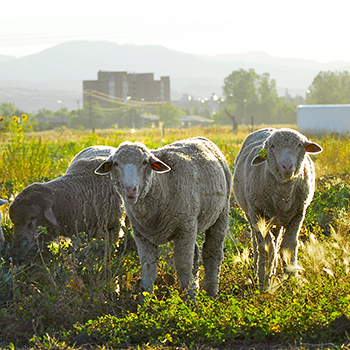 close up of three sheep in a meadow