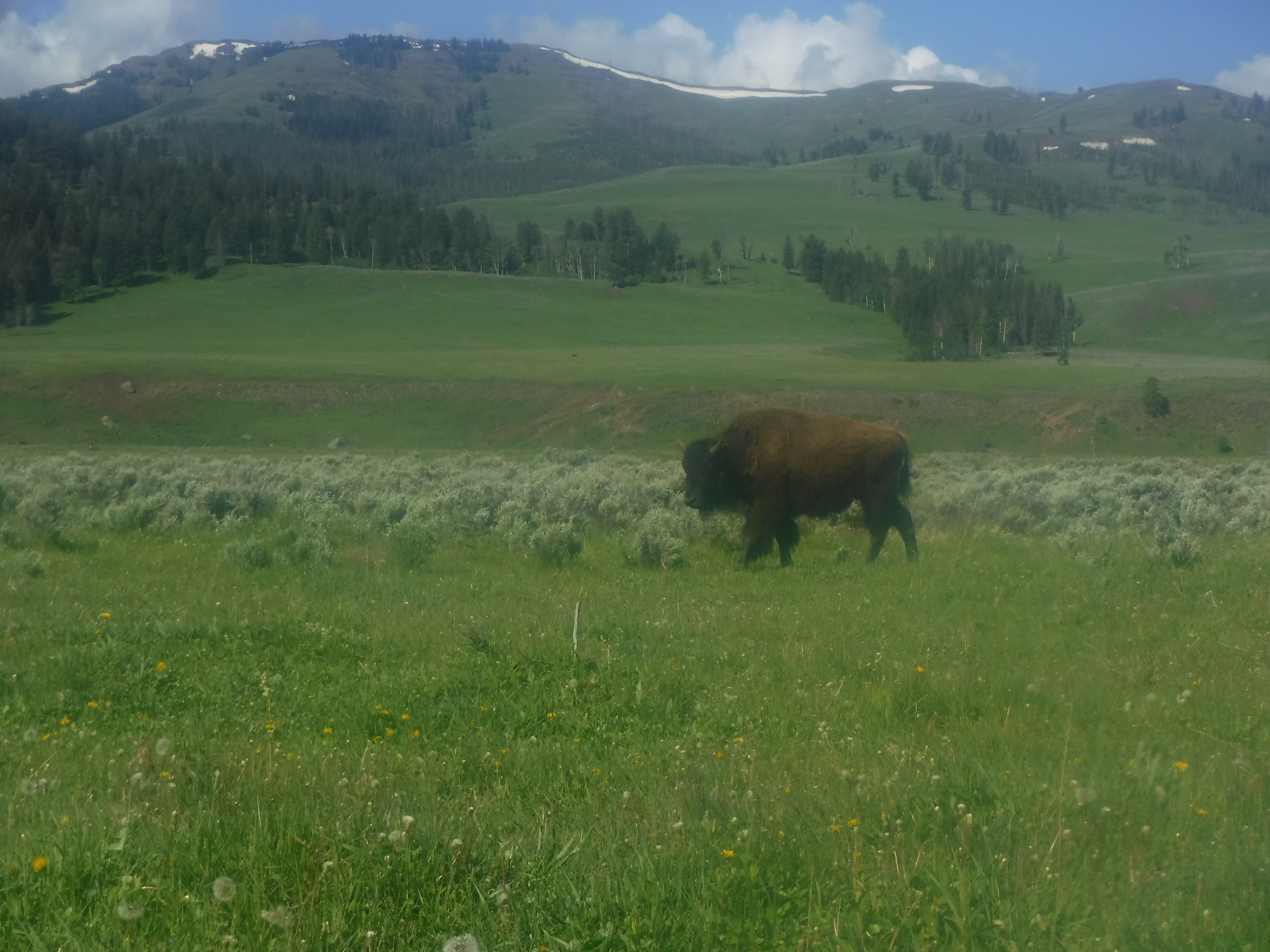Bison roaming in Yellowstone National Park study site.