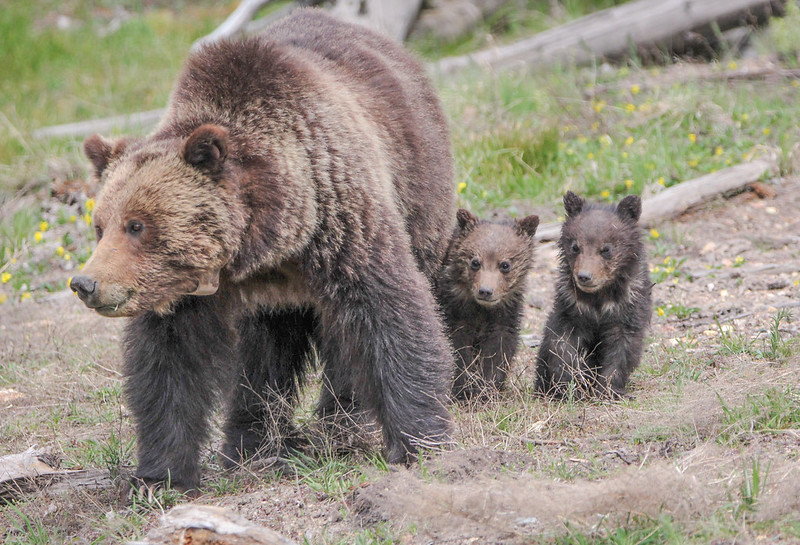 Grizzly with cubs (NPS Photo)