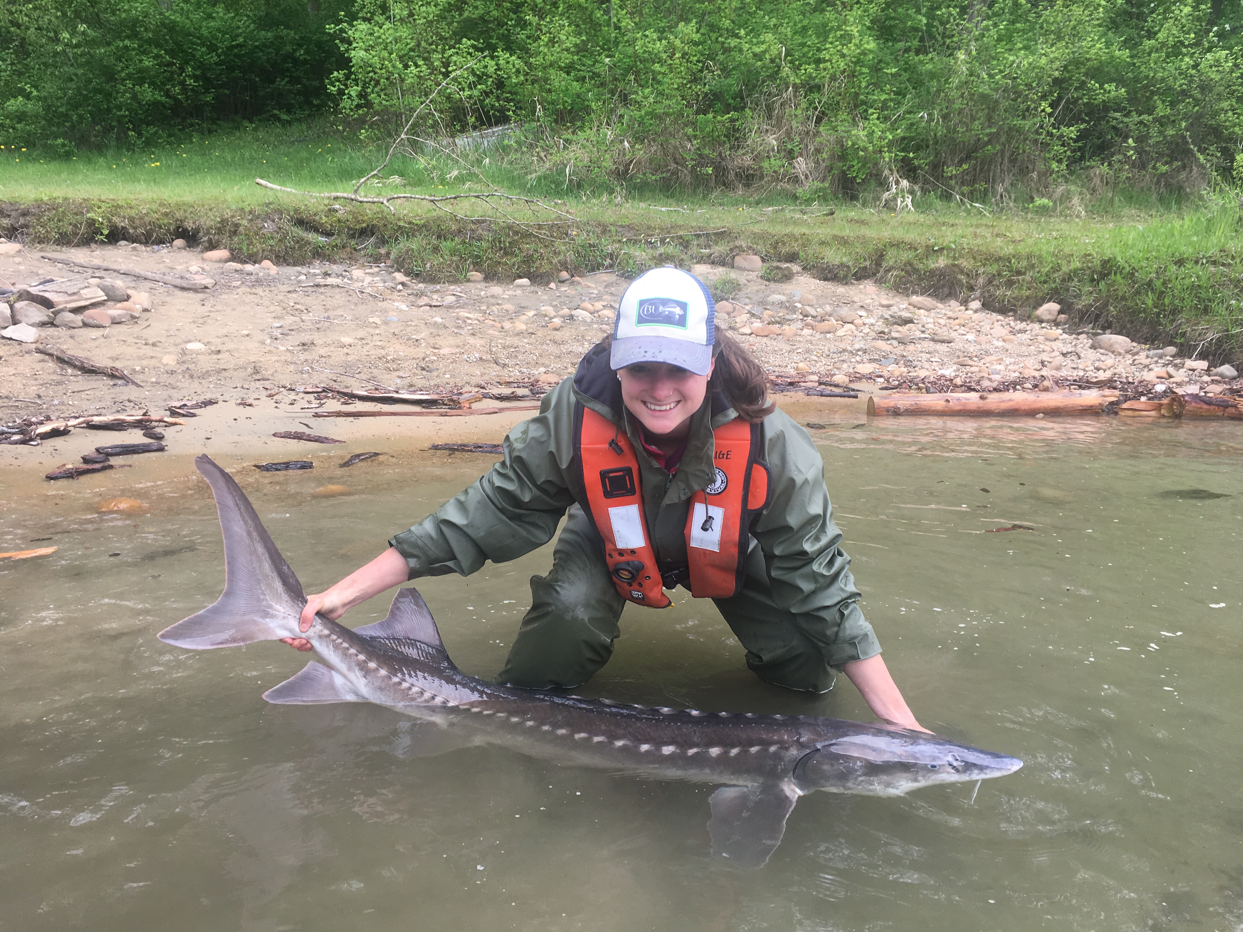 Paige holding a pallid sturgeon in the water
